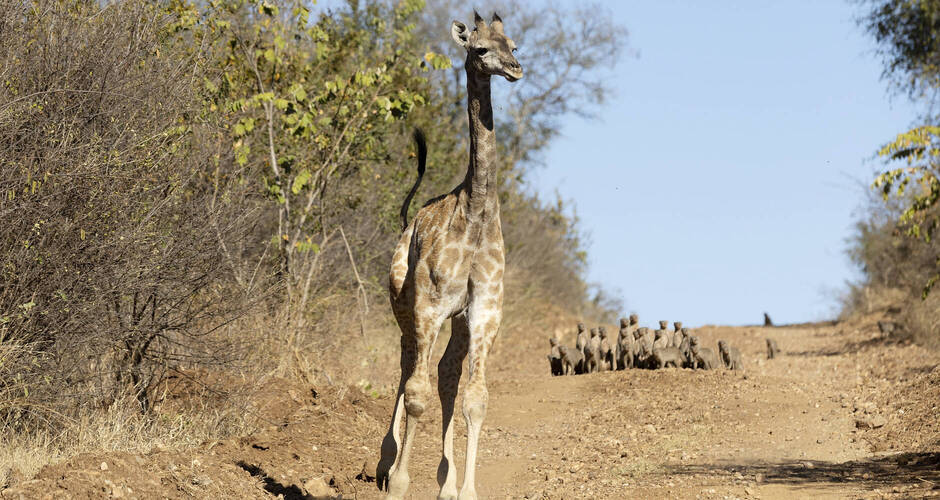 Junge Giraffe im Blickfeld einer Mangusten-Bande 