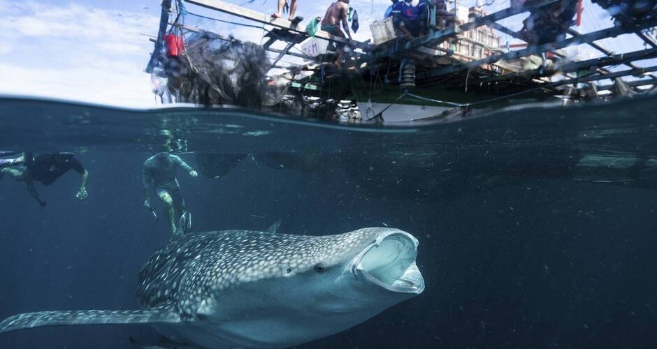 Wahle shark 