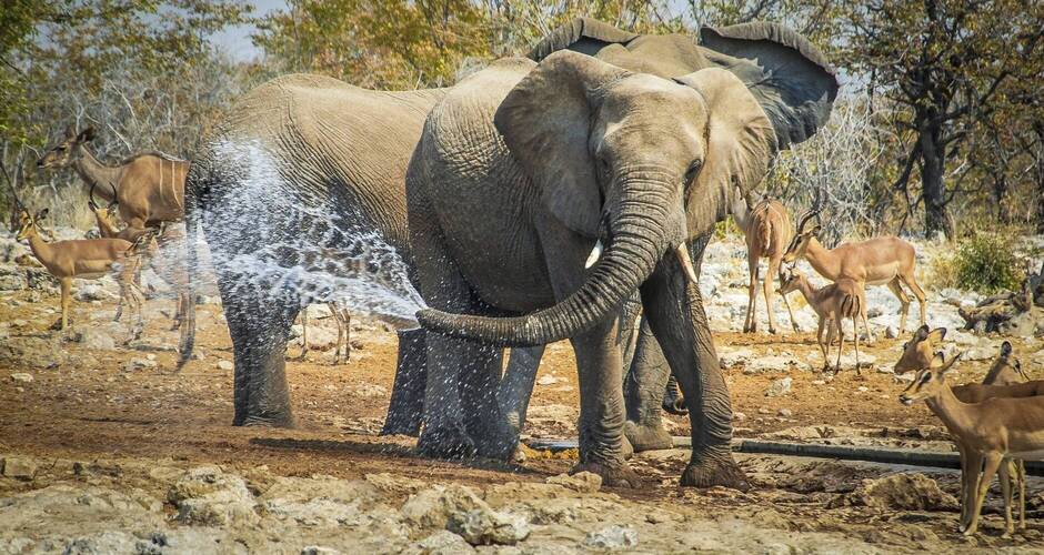 Im Etosha-Nationalpark 