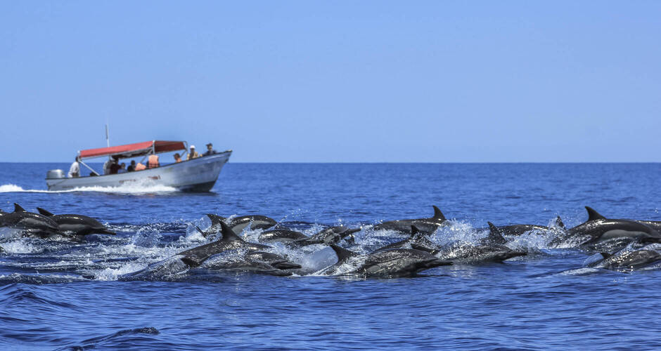 Begegnung mit einer Delphin-Schule auf der Baja 