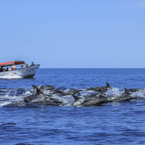 Begegnung mit einer Delphin-Schule auf der Baja 