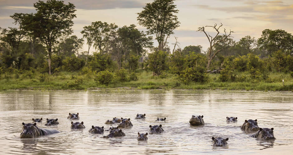 Flusspferdherde im Chobe Nationalpark 