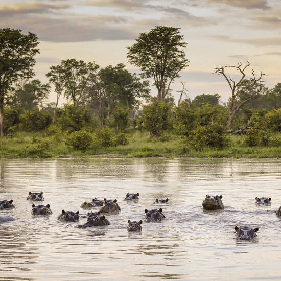 Flusspferdherde im Chobe Nationalpark 