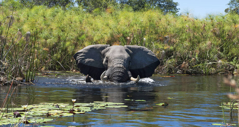 Elefant in seinem Element 