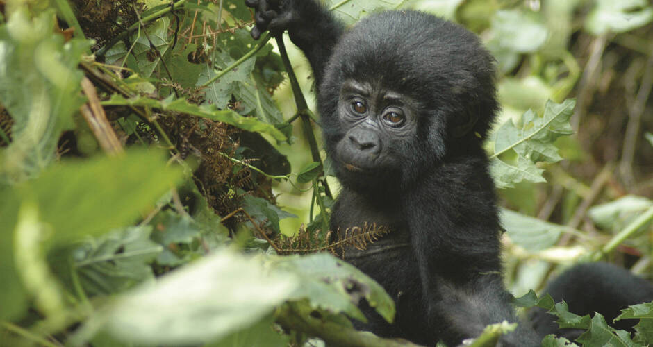 Begegnung mit einem Gorilla-Baby 