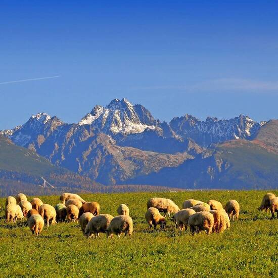 Schafe im Tatra-Nationalpark © lofik - Fotolia