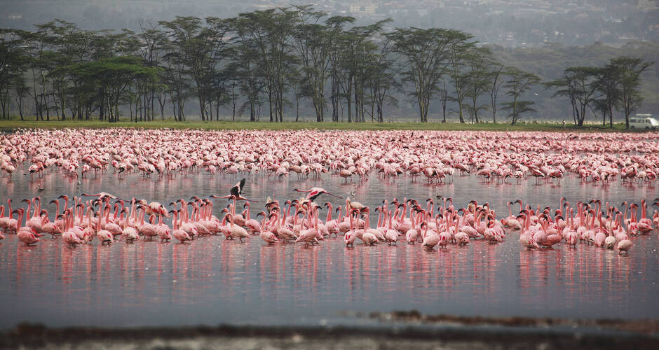Wunderschöne rosa Flamingos 