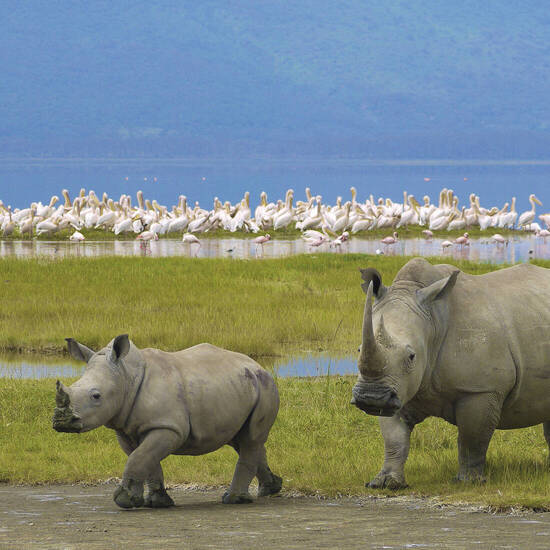Nashörner im Ngorongoro Krater 