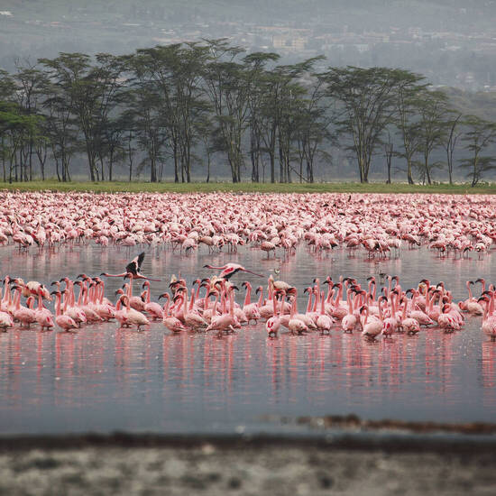 Wunderschöne rosa Flamingos 