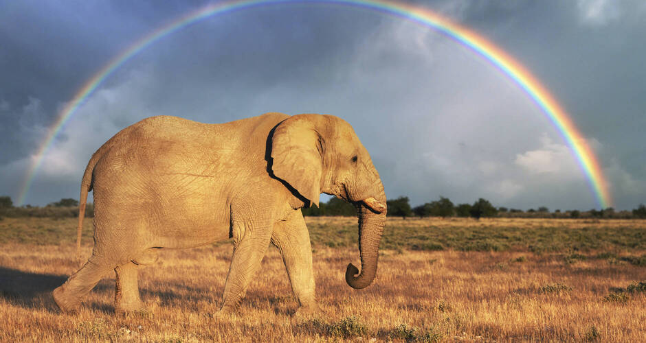 Elefant und Regenbogen, beides bringen Glück 