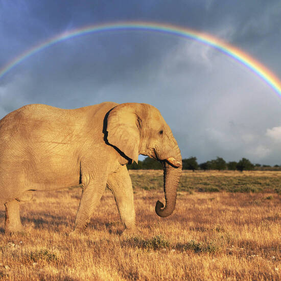 Elefant und Regenbogen, beides bringen Glück 