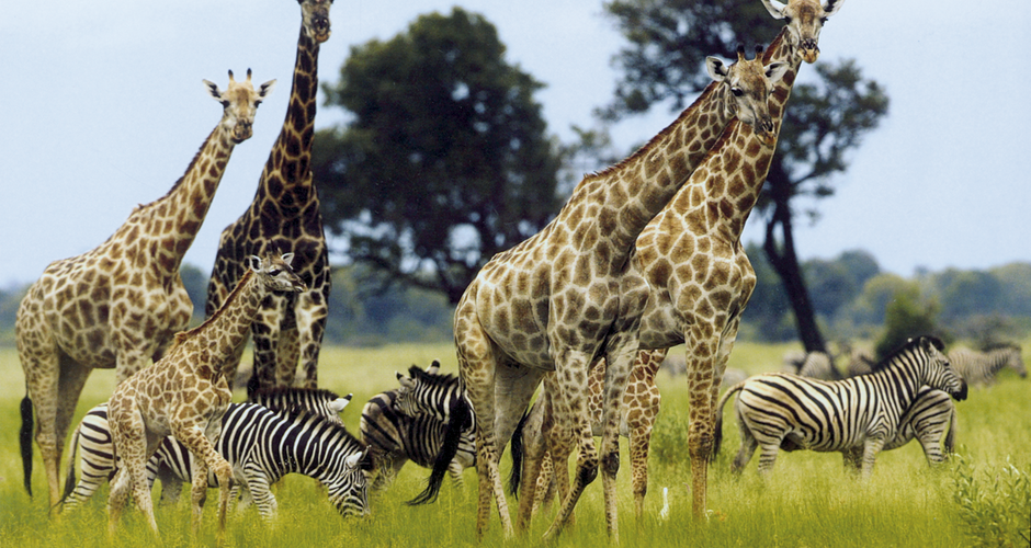 Giraffen und Zebras 