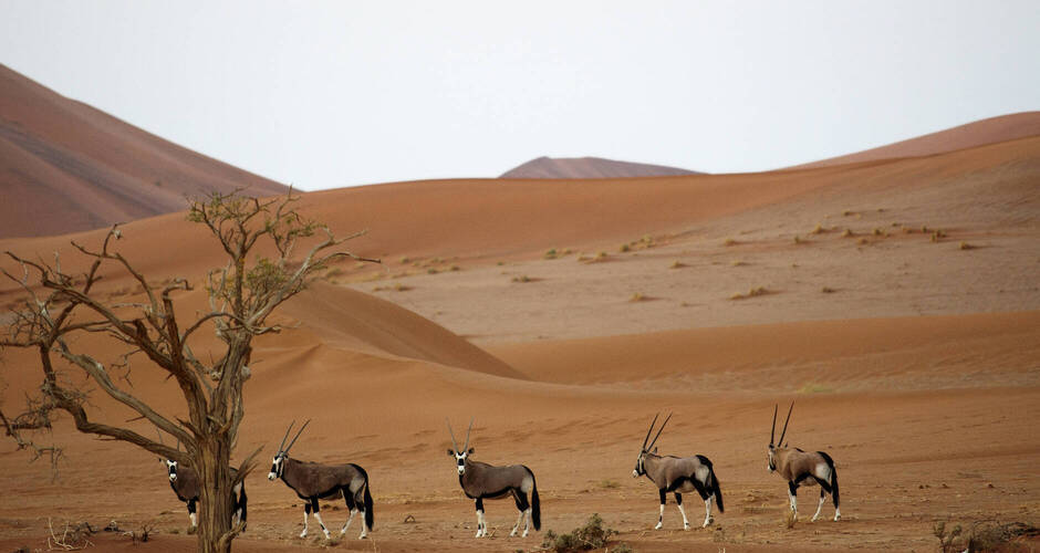 Oryxantilopen im Sossusvlei © Getty Images/iStockphoto
