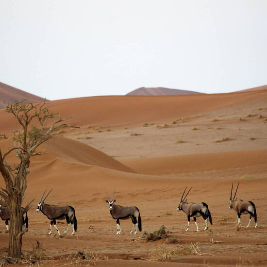 Oryxantilopen im Sossusvlei © Getty Images/iStockphoto