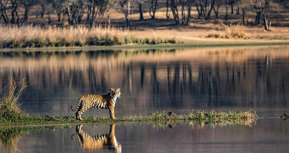 Bengalischer Tiger  