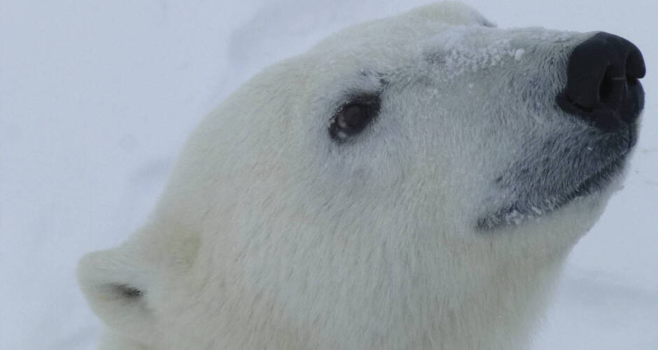 Eisbär 