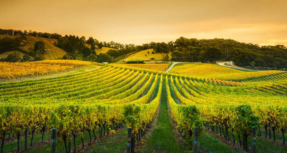 Weinberge in den Adelaide Hills  © Kwest - stock.adobe.com