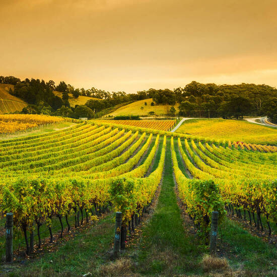 Weinberge in den Adelaide Hills  © Kwest - stock.adobe.com