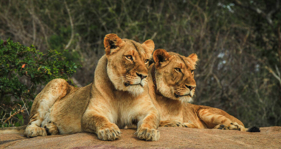 Majestätische Löwen © simoneemanphoto - stock.adobe.com