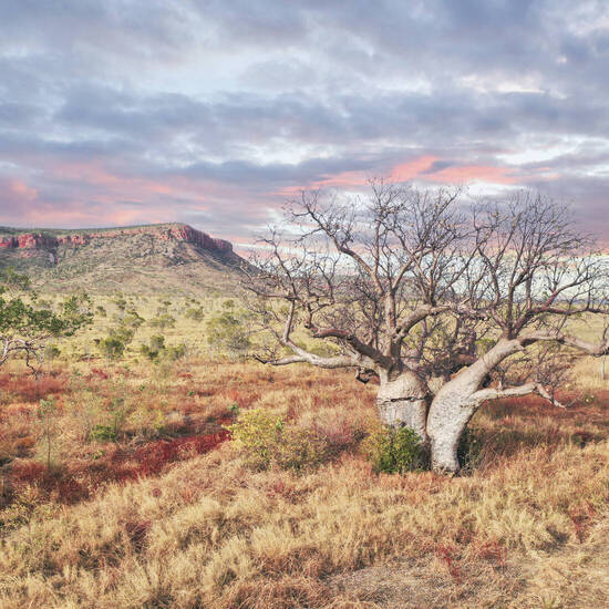 Umgebung von El Questro, Kimberley, Westaustralien 