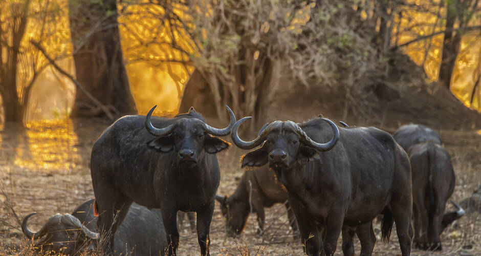 Afrikanische Büffel im Mana Pools Nationalpark © Getty Images