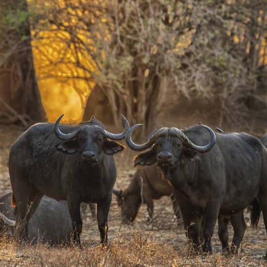 Afrikanische Büffel im Mana Pools Nationalpark © Getty Images
